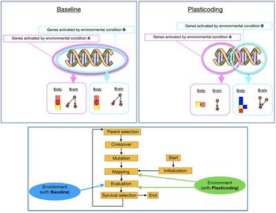 Environmental Regulation Using Plasticoding for the Evolution of Robots